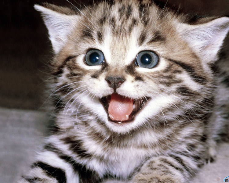 Котёнок говорит мяу!