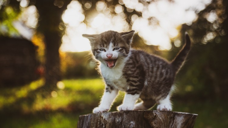 Озорной кот