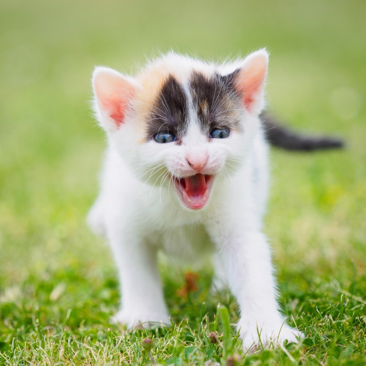 Кошки маленькие