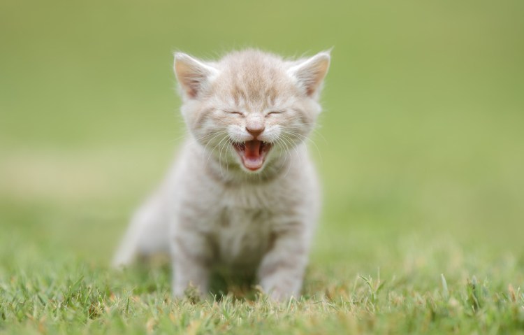 Котик мяукает