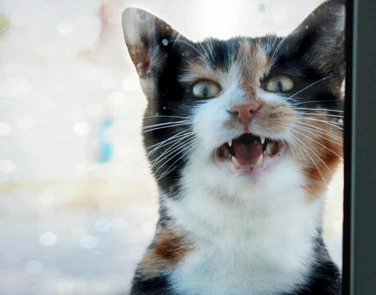 Кошечка мяукает