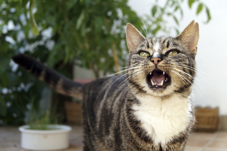 Кот мяукает