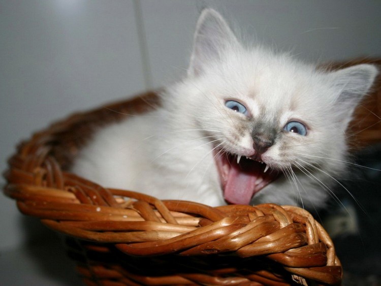 Котенок мяукает