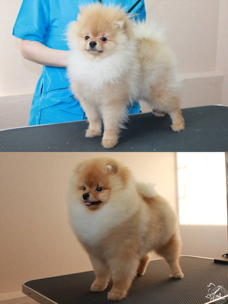 Померанские Шпицы пырзики