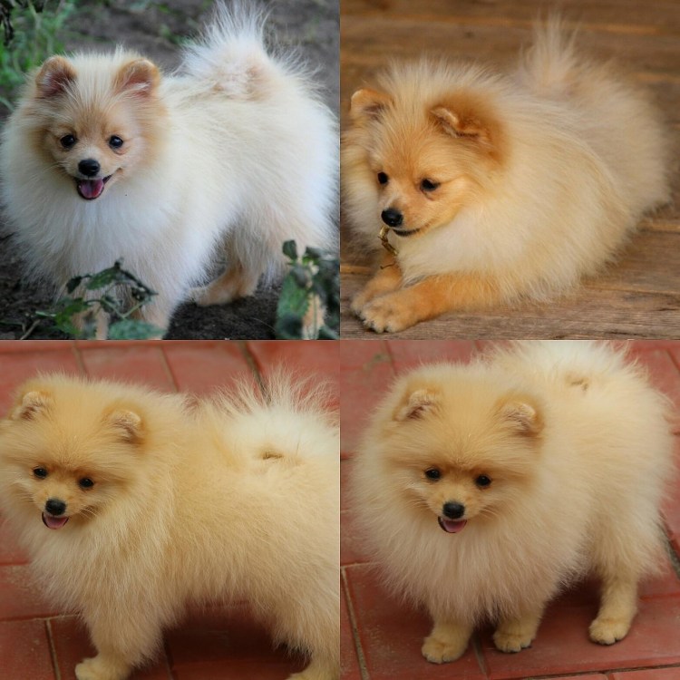 Шпиц пырзик до и после