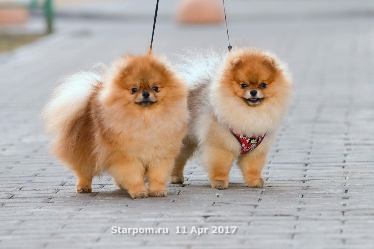 Линька у шпица