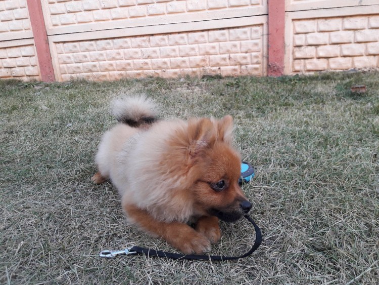 Пырзики шпица