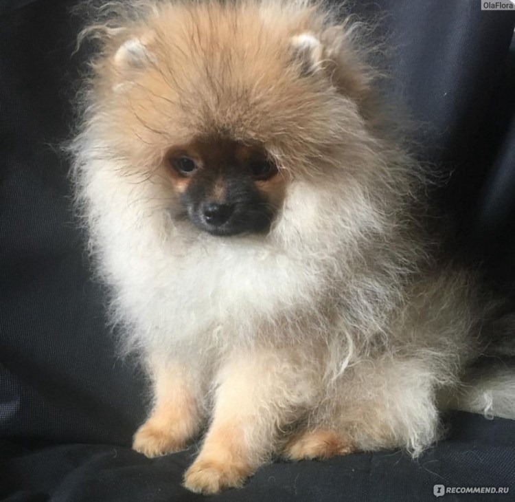 Пырзики шпица