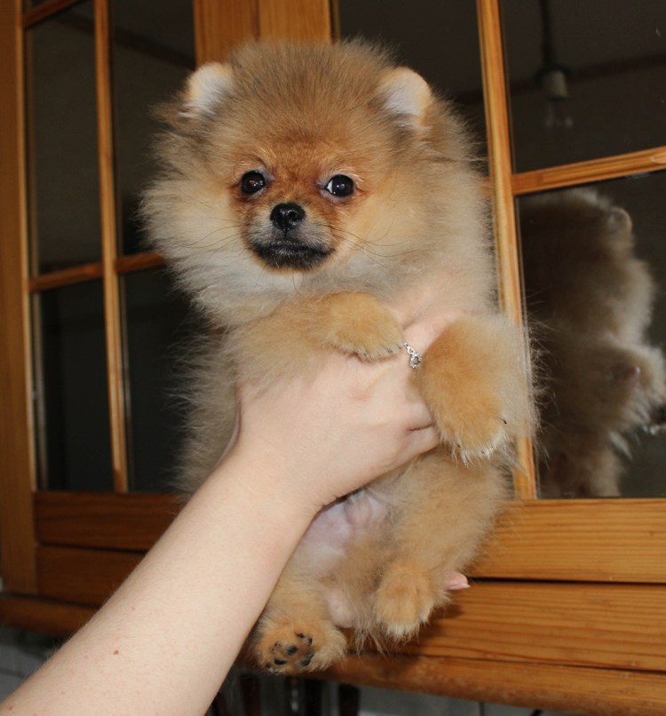 Померанский шпиц пырзик до и после