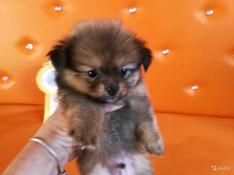 Выставочный грумминг шпица