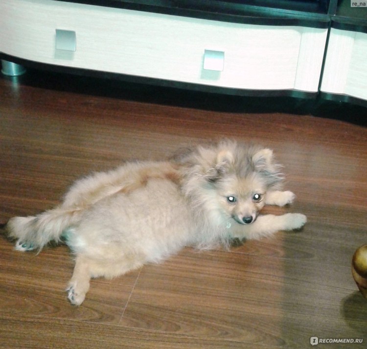 Шпиц пырзик