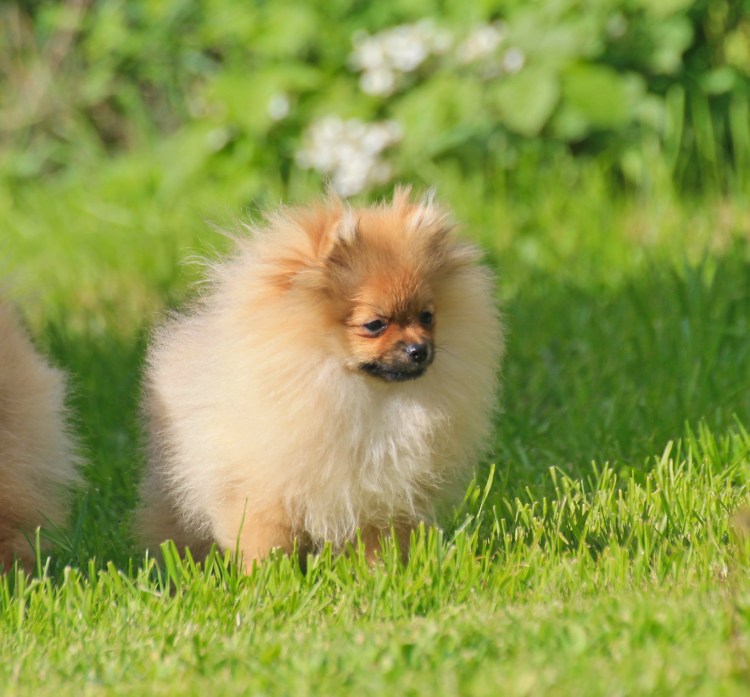 Шпиц бесплатно СПБ