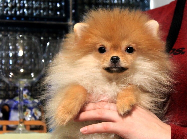 Метис шпица Боня