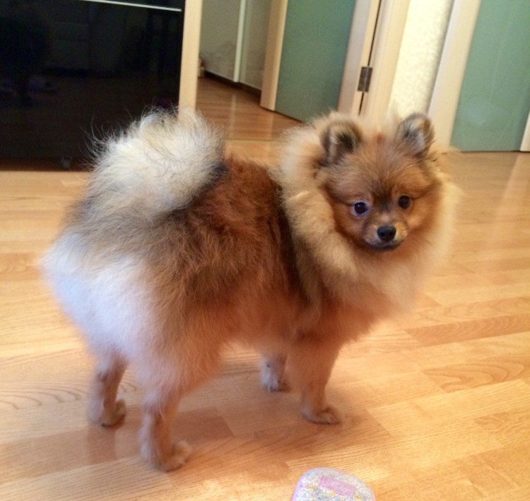 Немецкий шпиц пырзик