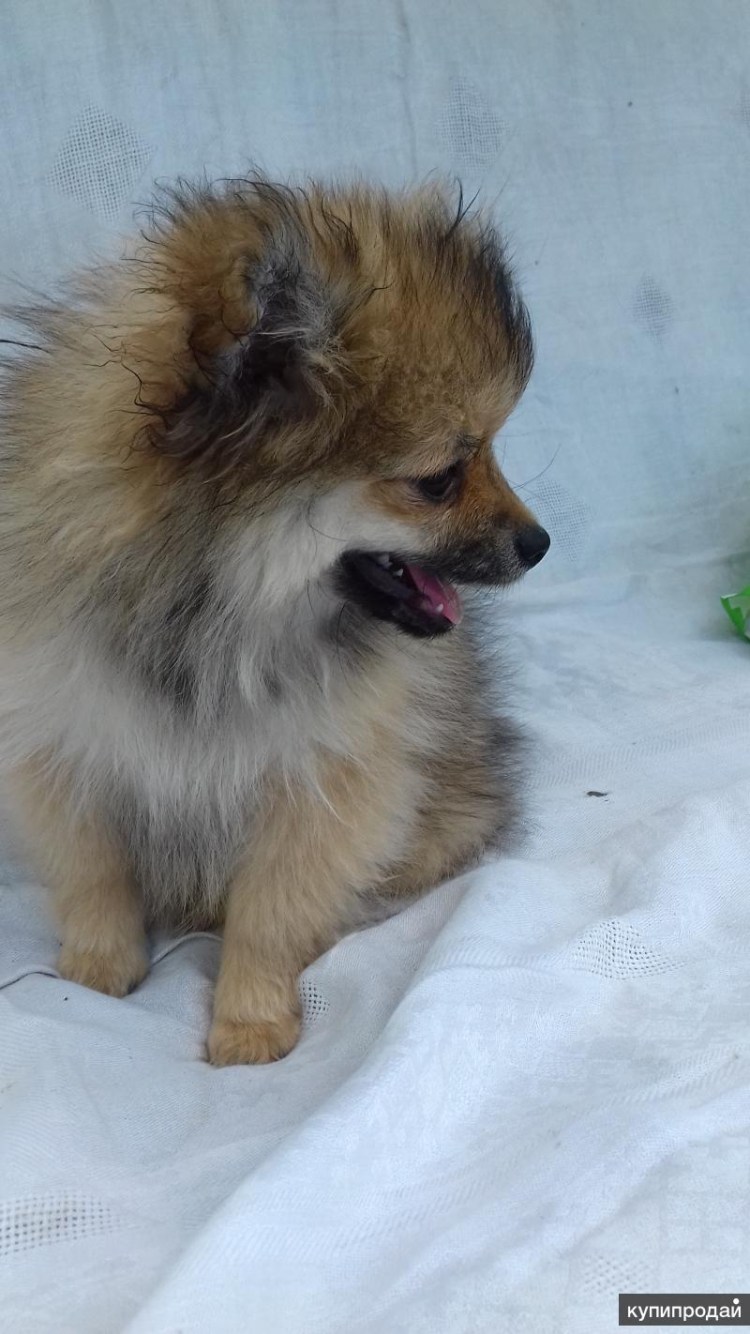 Щенки шпица