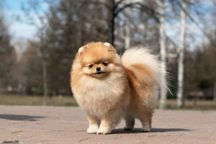 Первая линька у шпица