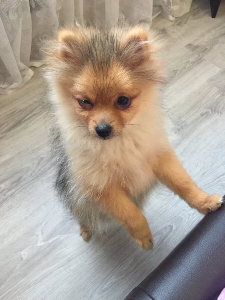 Шпиц собака фото