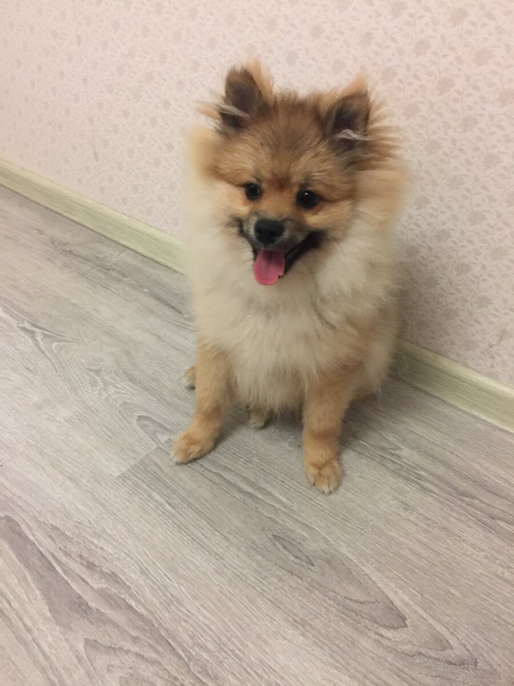 Юниорская линька у шпицев