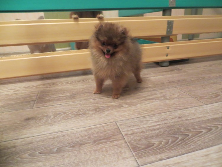 Шпиц немецкий малый мини