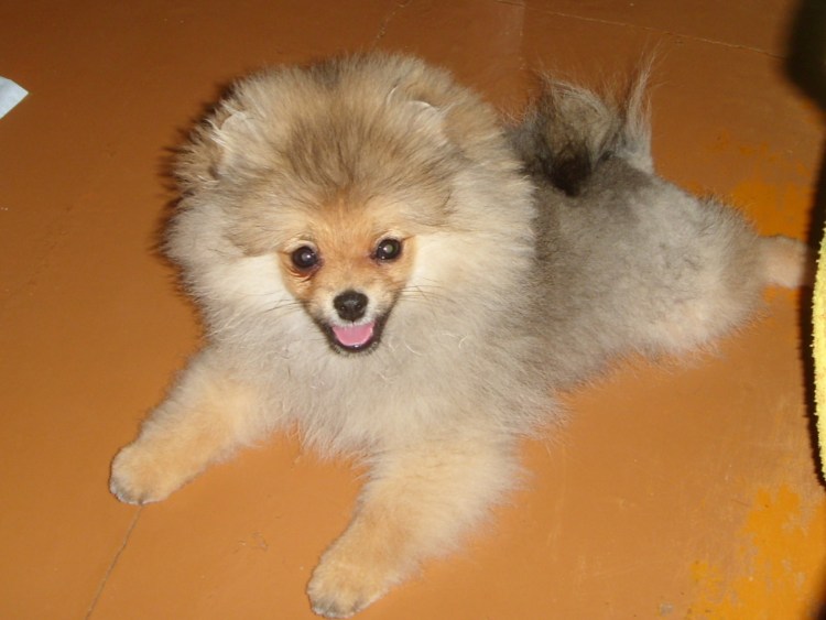 Щенок шпица пырзик
