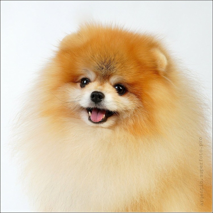 Возраст пырзика у шпица