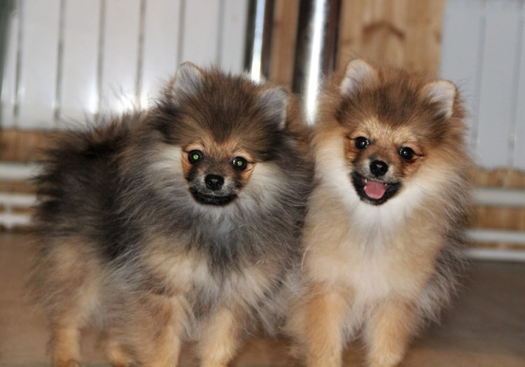 Шпиц соболиный Медвежонок