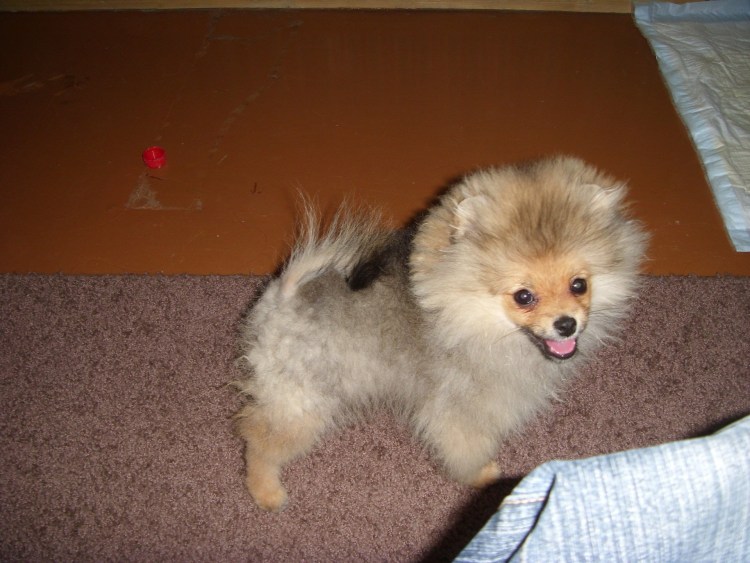 Померанец пырзик