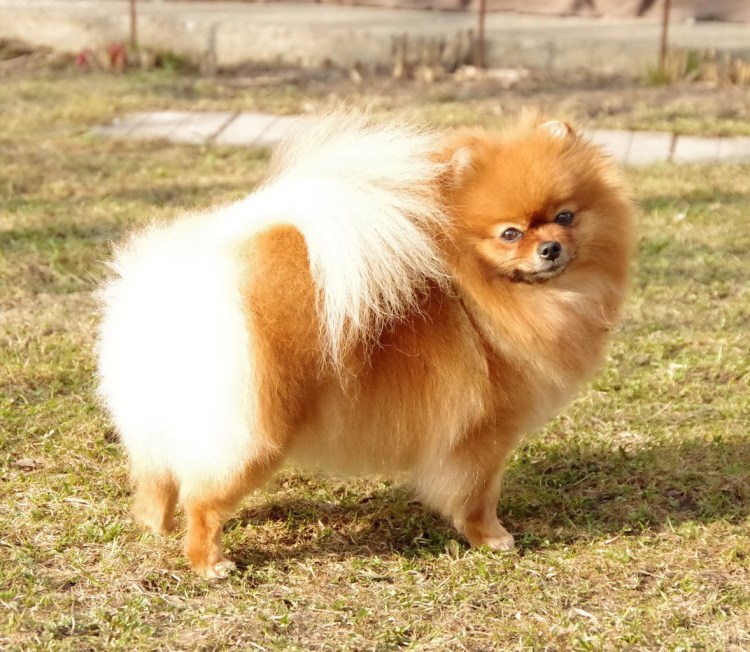 Собака шпиц спасатель