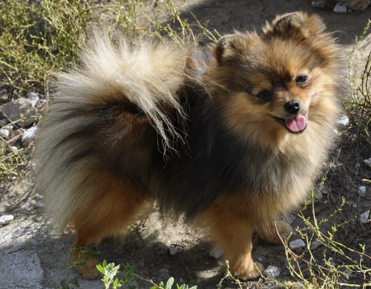 Немецкий малый шпиц оранж Соболь