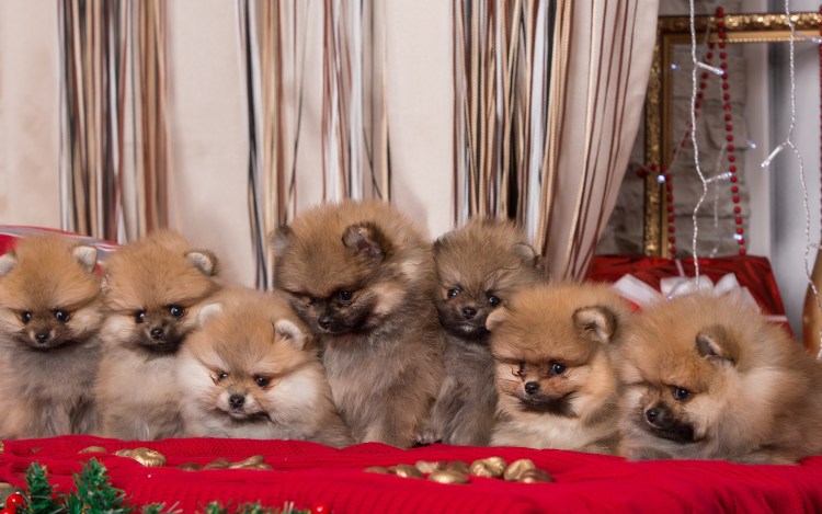 Шпиц померанский белый новорожденный