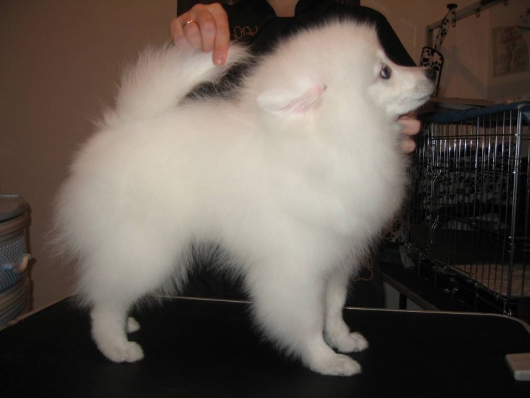 Линька у шпица