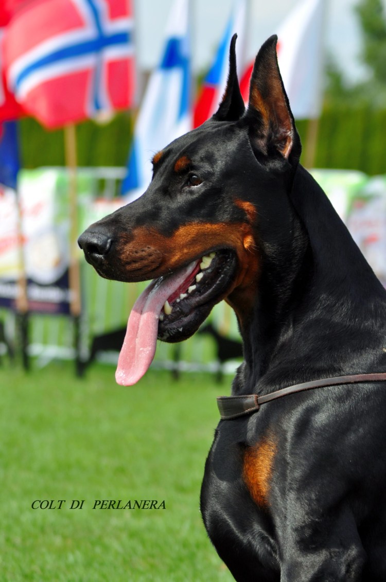 Доберман КСУ