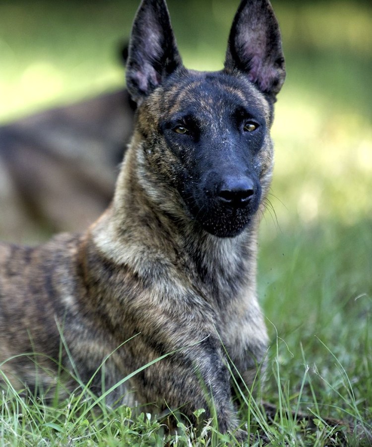 Вольт мультфильм 2008