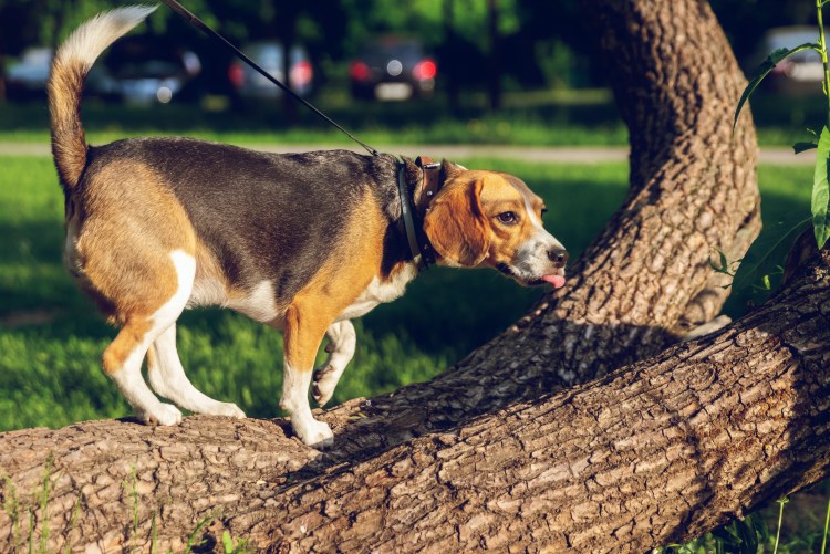 Испанский дог алано