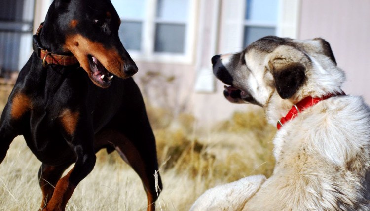 Немецкая короткошерстная легавая Курцхаар
