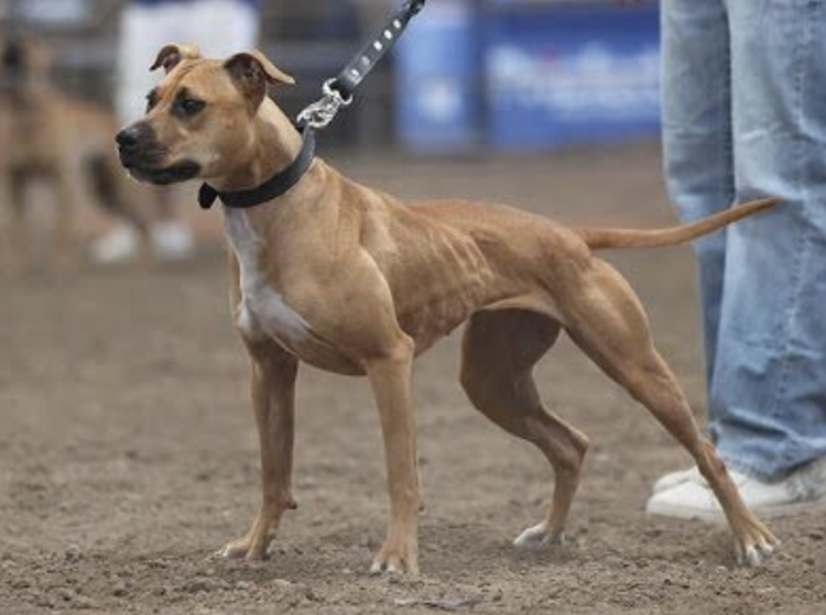 Собака американская Акита