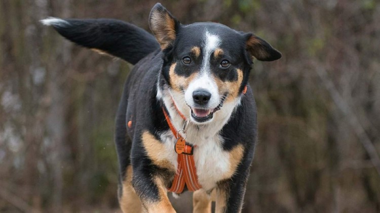 Овчарка Босерон