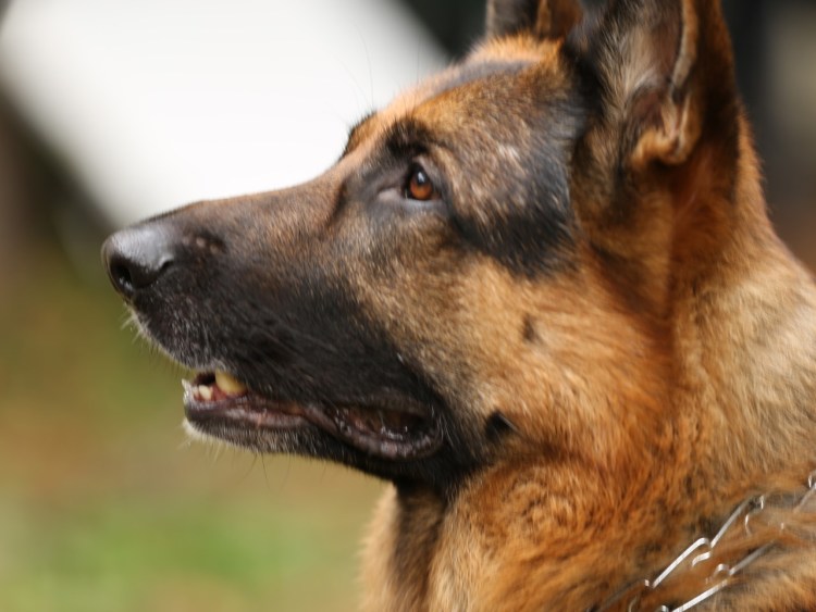 Паттердейл терьер гладкошерстный