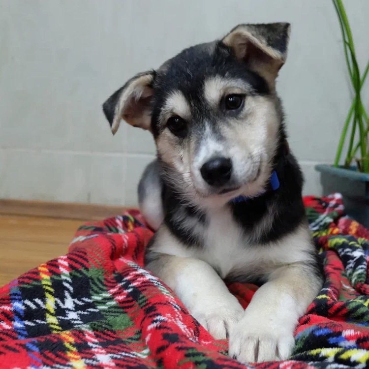 Голландская овчарка малинуа