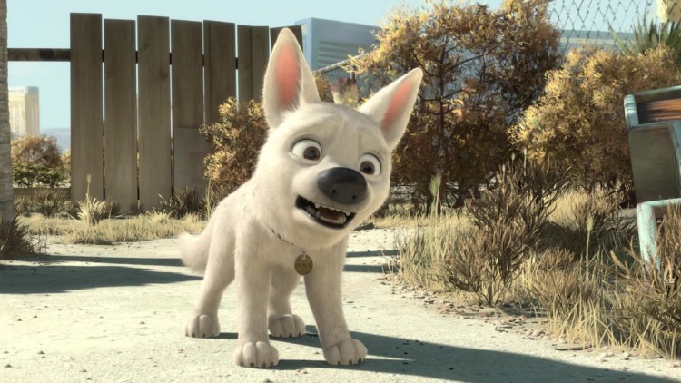 Colt di Perlanera Доберман