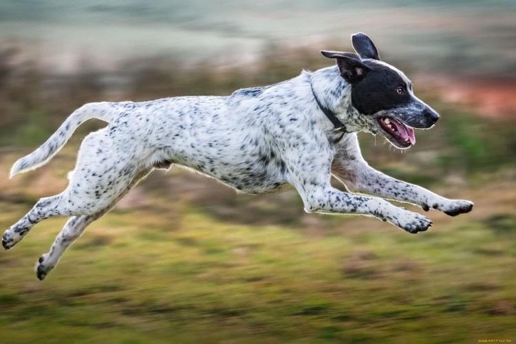 Американский стаффордширский питбультерьер черный