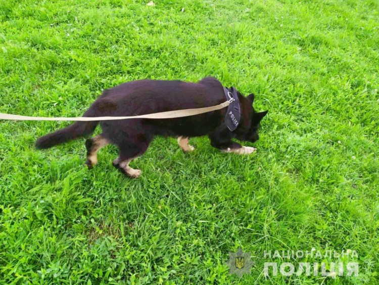 Американский стаффордширский терьер