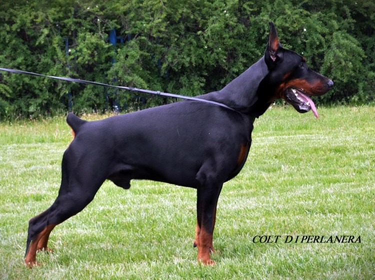 Джефф ди Перланера Доберман