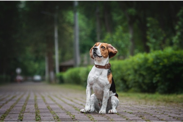 Гибридные породы собак