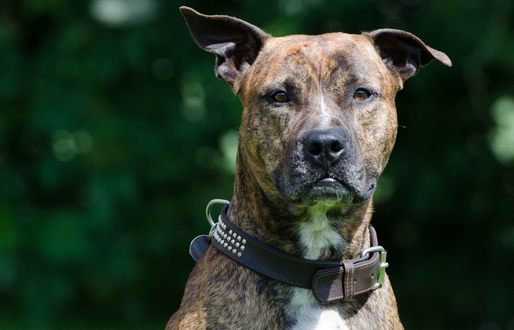 Австралийский Пойнтер