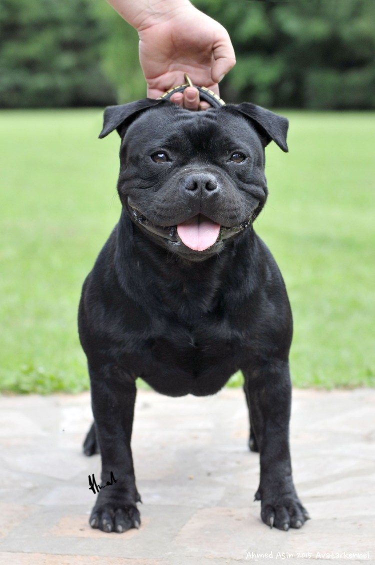 Питбультерьер и стаффордширский