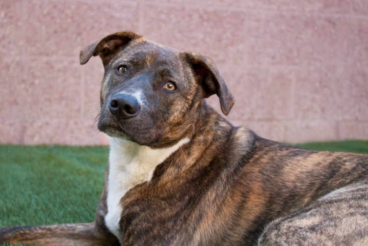 Анатолийская овчарка анатолийский Карабаш