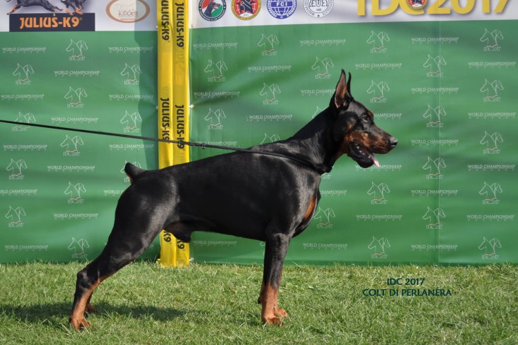 Порода собак Фокстерьер