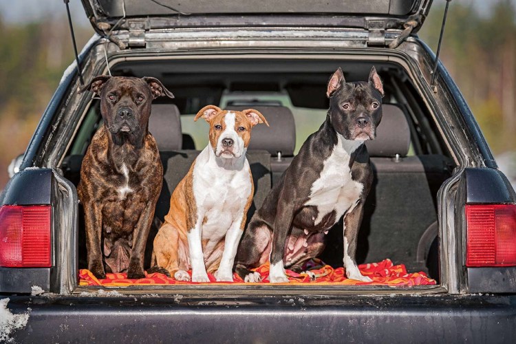 Порода собак Колби