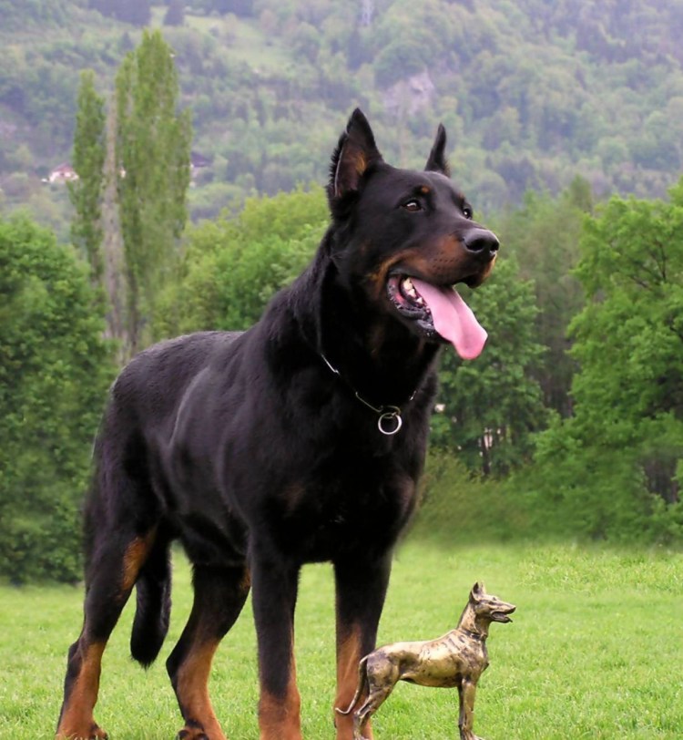 Немецкая овчарка Максимова пес